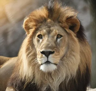 极速飞艇数据审慎流程